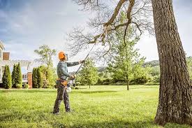 How Our Tree Care Process Works  in  Sterling Ranch, CO